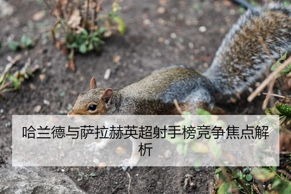 哈兰德与萨拉赫英超射手榜竞争焦点解析